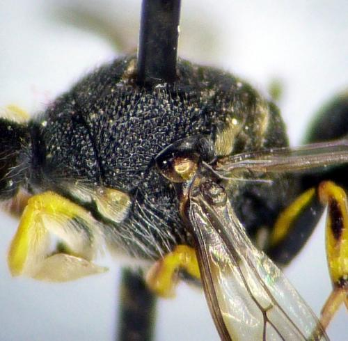 Lestica clypeata