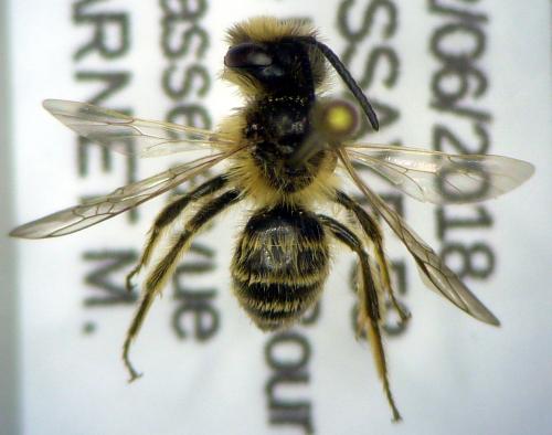 Réf. 210 518 : Andrena sp.