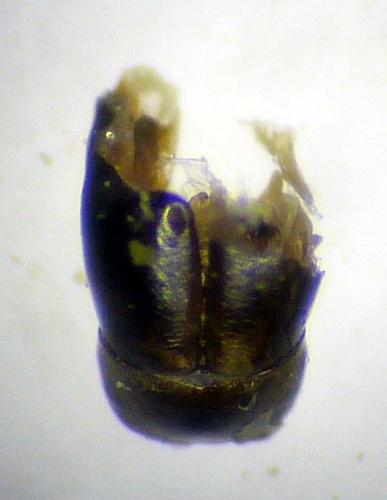 Andrena sp.