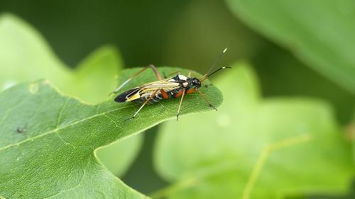 Réf. 210 286 : Miris striatus