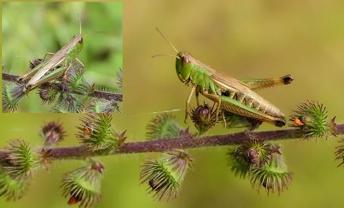 Réf. 210 621 : Pseudochorthippus parallelus parallelus