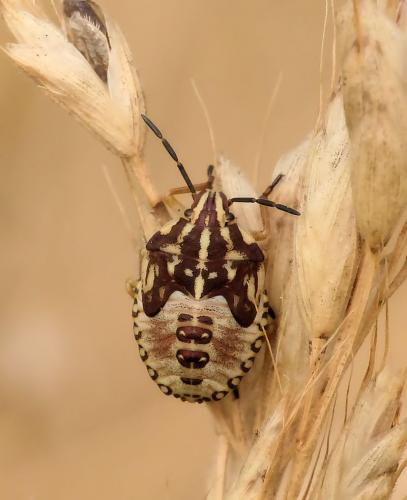 Carpocoris purpureipennis