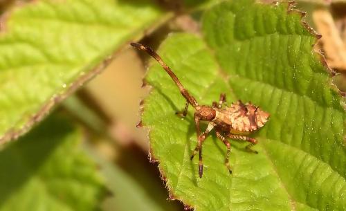 Réf. 210 144 : Coreus marginatus