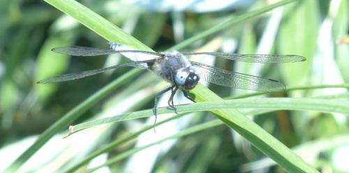 Libellula fulva