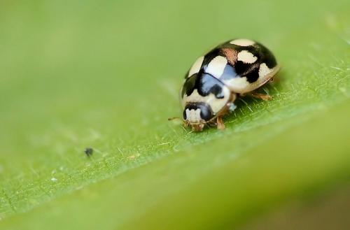 Propylea quatuordecimpunctata