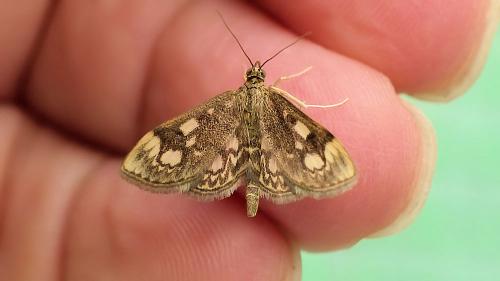 Réf. 210 649 : Anania coronata