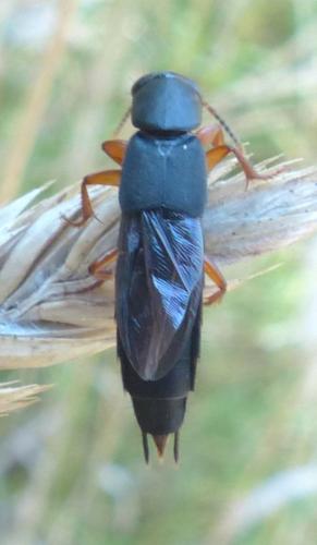 Ocypus brunnipes