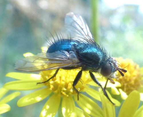 Chrysosomopsis aurata