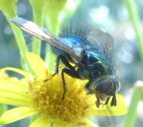Chrysosomopsis aurata