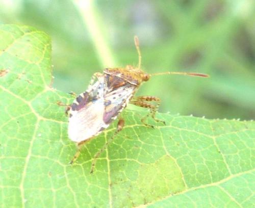 Rhopalus subrufus