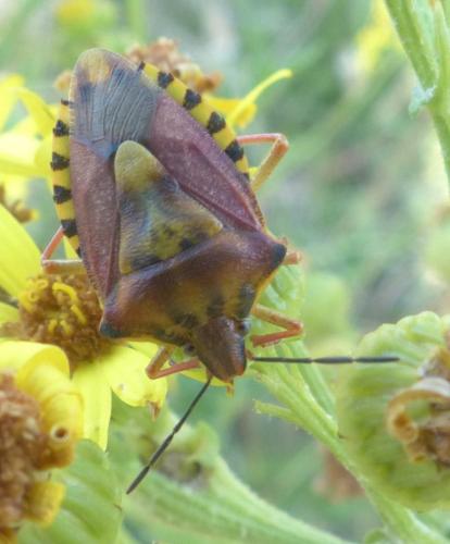 Carpocoris purpureipennis