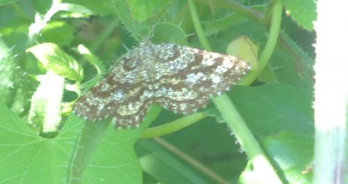 Ematurga atomaria