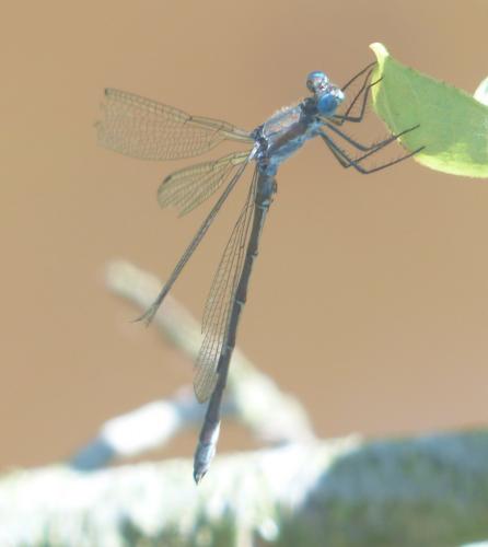 Réf. 210 003 : Lestes sp.
