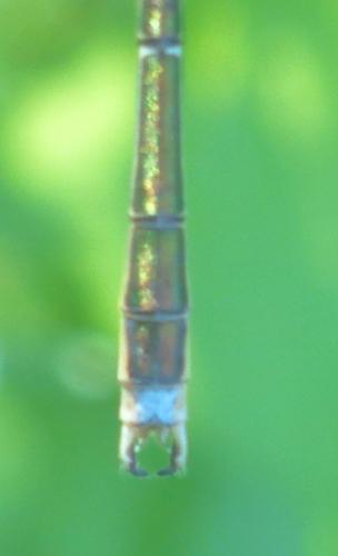 Réf. 210 000 : Lestes barbarus