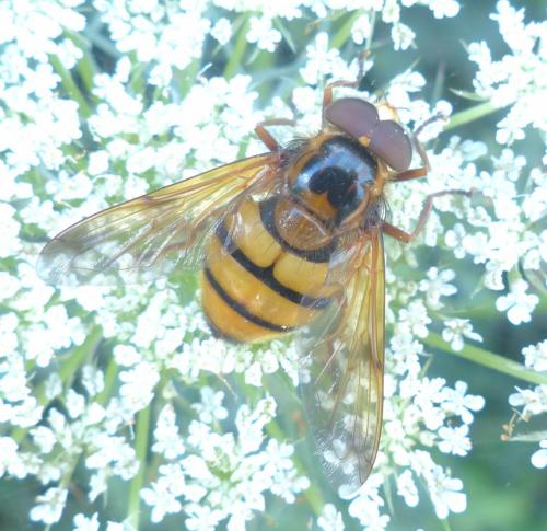Réf. 210 077 : Volucella inanis