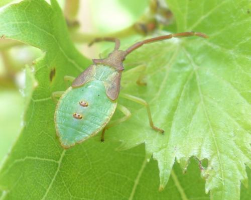 Gonocerus acuteangulatus
