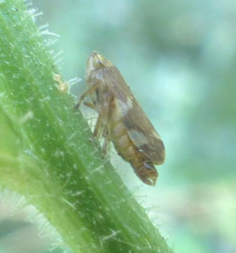 Philaenus spumarius