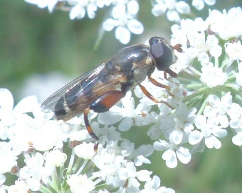 Réf. 210 083 : Syritta pipiens