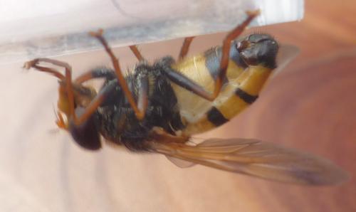 Réf. 210 081 : Volucella inanis
