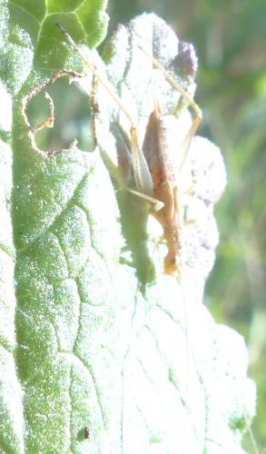 Réf. 210 271 : Oecanthus pellucens pellucens
