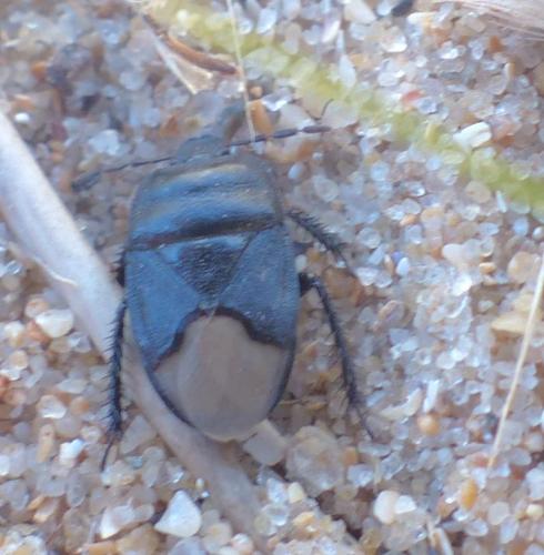 Cydnus aterrimus