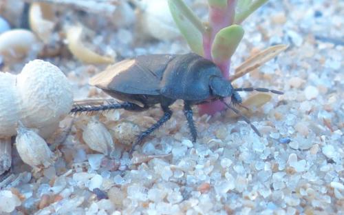Cydnus aterrimus