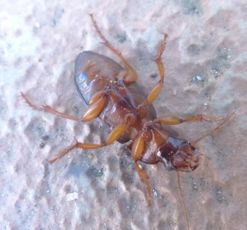 Réf. 210 138 : Pseudoophonus rufipes