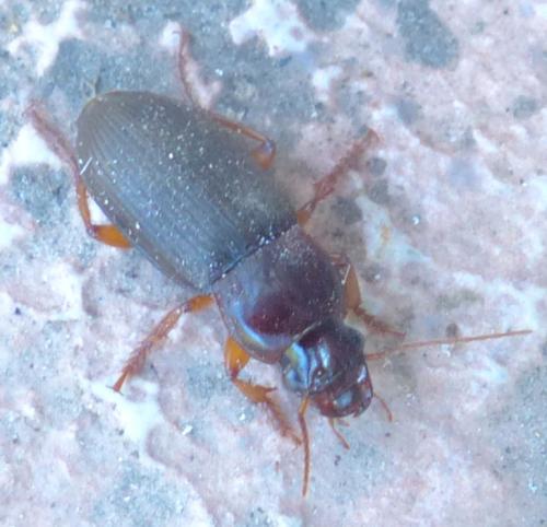 Pseudoophonus rufipes