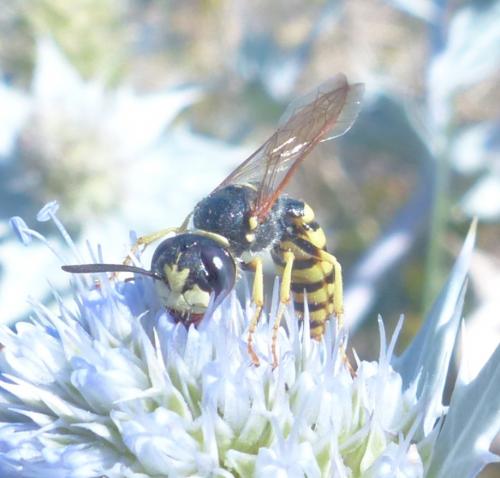 Philanthus triangulum