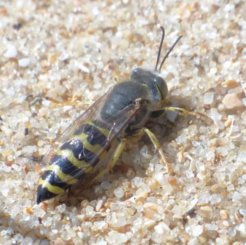 Réf. 210 189 : Bembix oculata