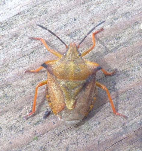 Carpocoris mediterraneus atlanticus