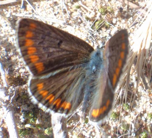 Aricia agestis