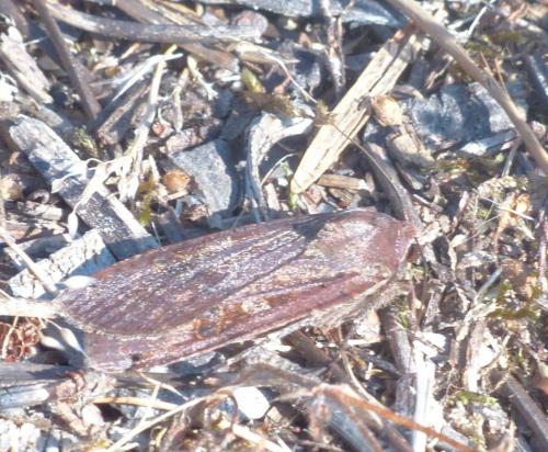 Noctua pronuba