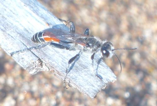 Prionyx kirbii