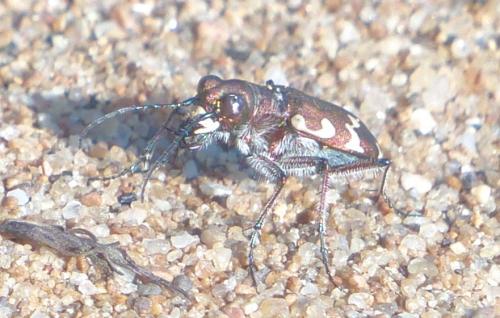 Réf. 210 347 : Cicindela hybrida