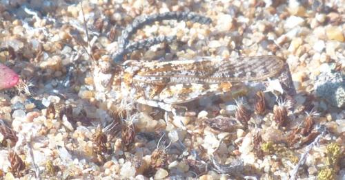 Réf. 210 348 : Sphingonotus caerulans