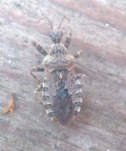 Coranus griseus