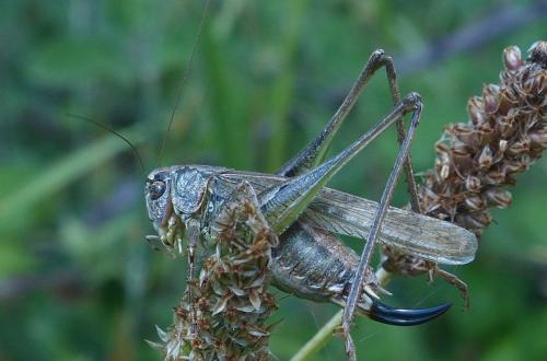 Réf. 210 467 : Platycleis albopunctata