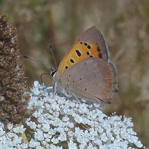 Lycaena phlaeas