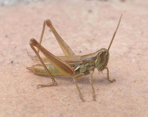 Euchorthippus declivus