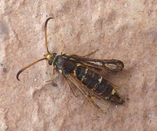 Bembecia sp.