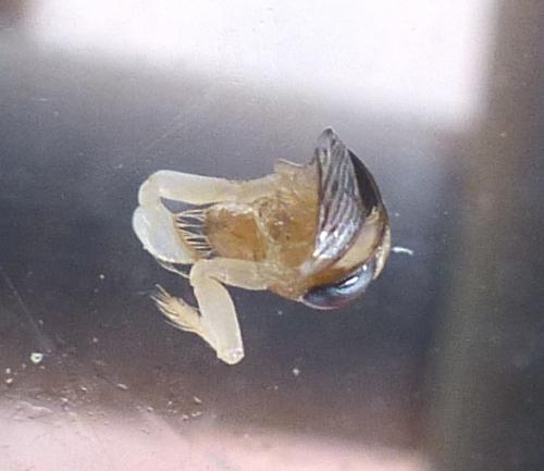 Sigara falleni