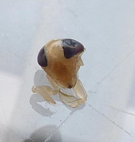 Sigara falleni