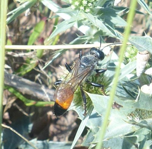 Sphex funerarius