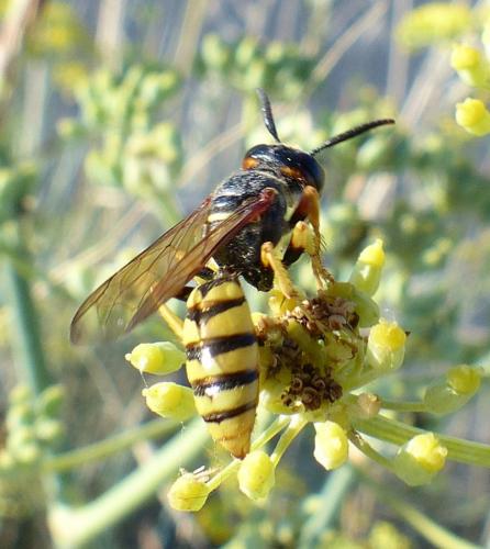Réf. 210 716 : Philanthus triangulum