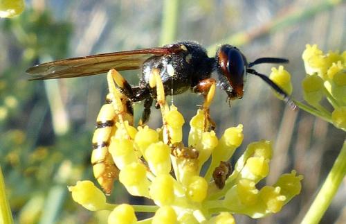 Philanthus triangulum