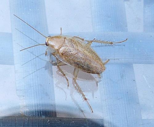 Réf. 210 792 : Ectobius pallidus
