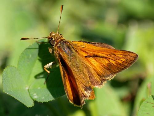 Ochlodes sylvanus