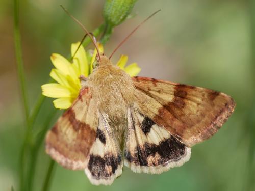 Réf. 210 475 : Heliothis viriplaca