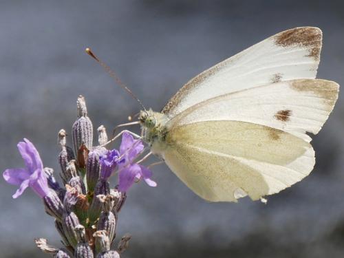 Réf. 210 531 : Pieris mannii